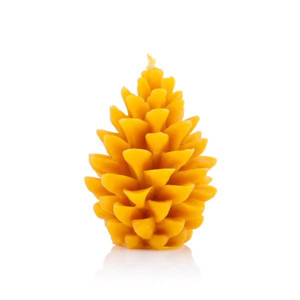 Šiška borovica stredná